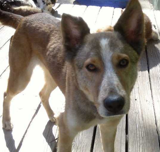 Photo of Quila
