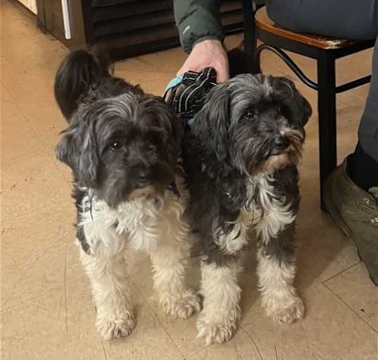 Photo of Baxter and  Buddy - Maltese Buddies