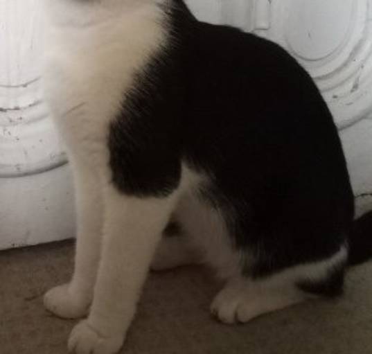 Photo of Sammy (Samson) ***Courtesy Post ***