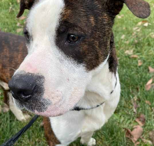 Photo of Koda