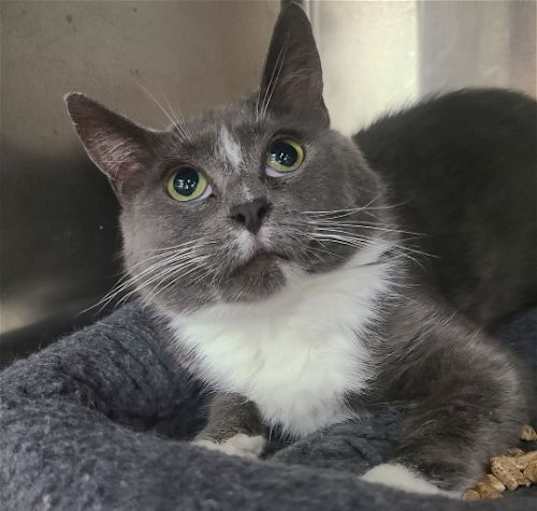 Photo of Bellatrix at Montrose Petsmart!