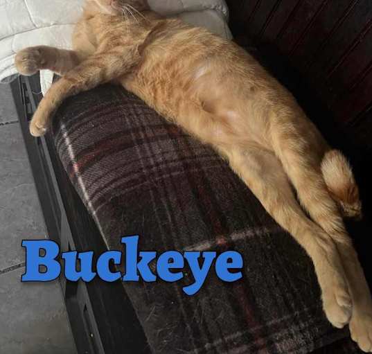 Photo of Buckeye