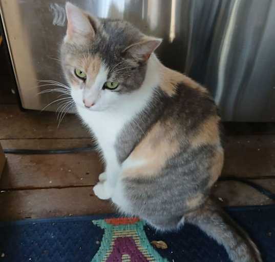 Photo of ELSIE