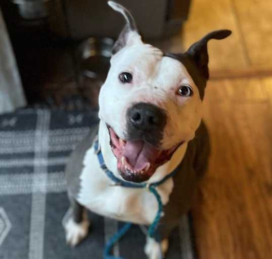 Photo of Indy