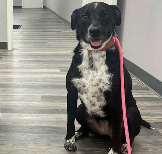 Photo of Starla. Looking for Foster or Adopter