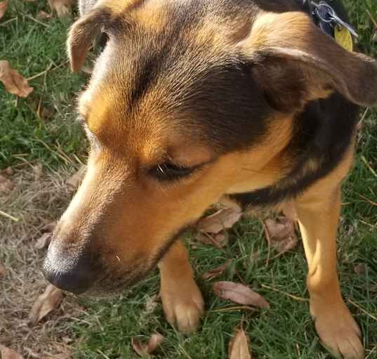 Photo of Vader