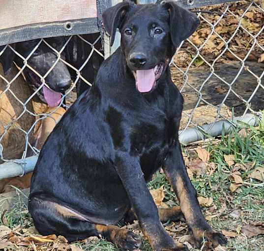 Photo of Shea