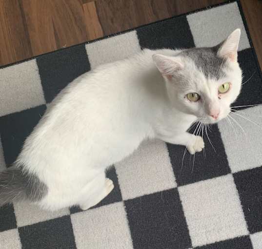 Photo of Whiskers