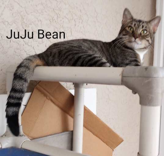 Photo of JUJU BEAN