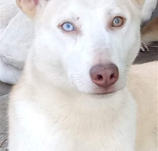 Photo of Pako