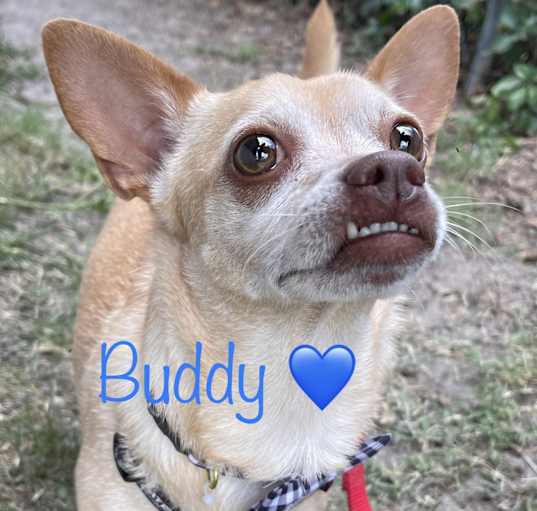 Photo of Buddy