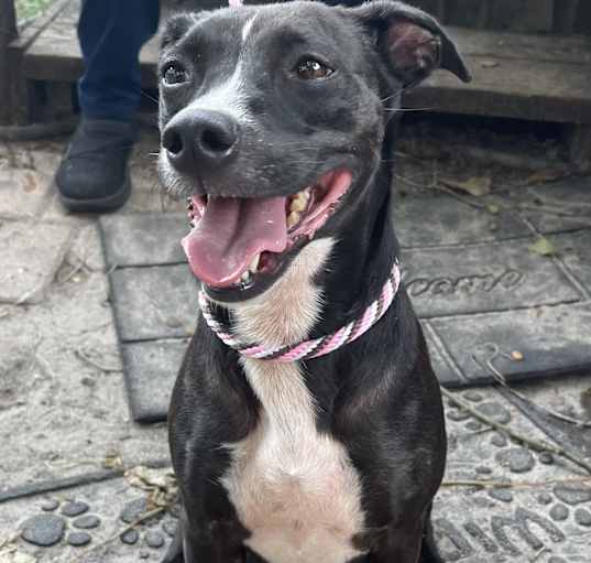 Photo of Midge