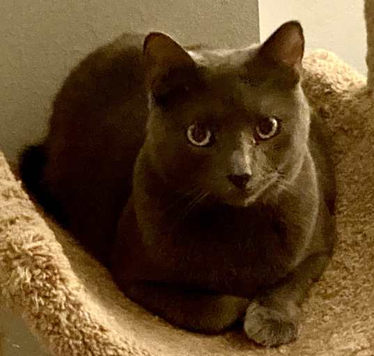Photo of Little Boy Blue