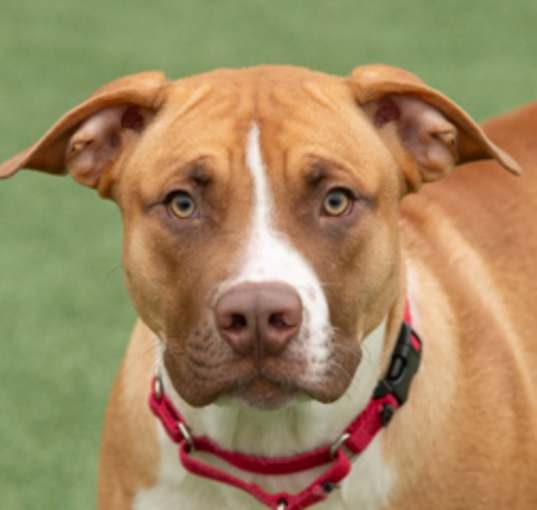 Photo of Winston