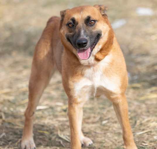 Photo of Cinnamon