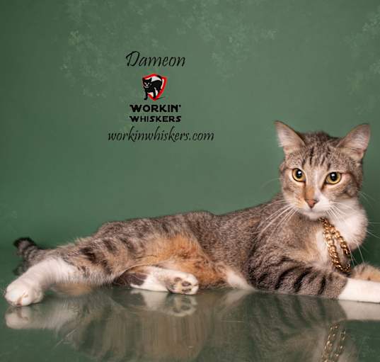 Photo of DAMEON