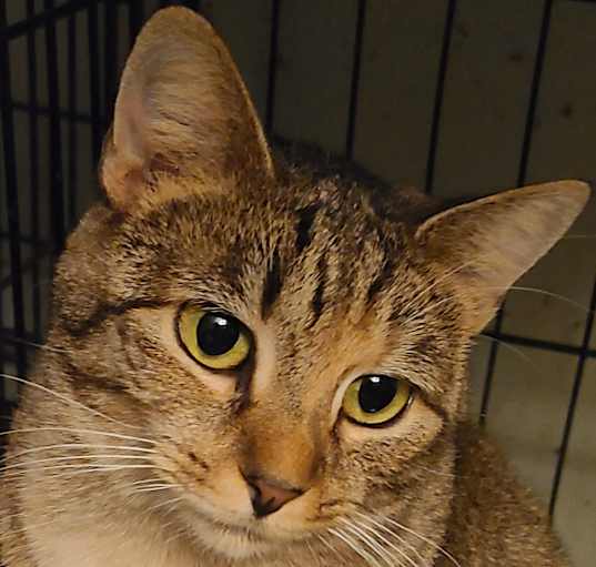 Photo of Athena