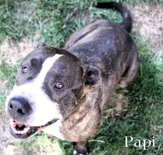 Photo of Papi (Cross Post)