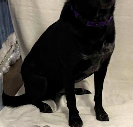 Photo of Border Collie Brats Momma Luna