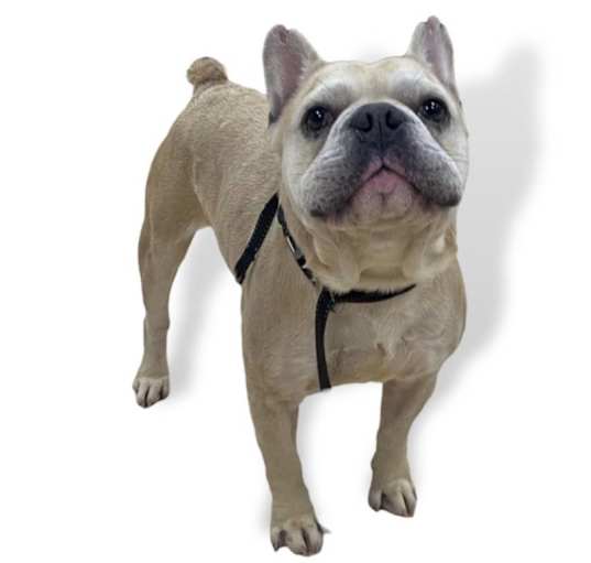Photo of Bucky