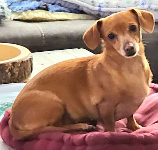 Photo of Sadie