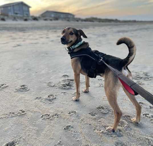 Photo of 2312-1576 Maximus (Off Site Foster)