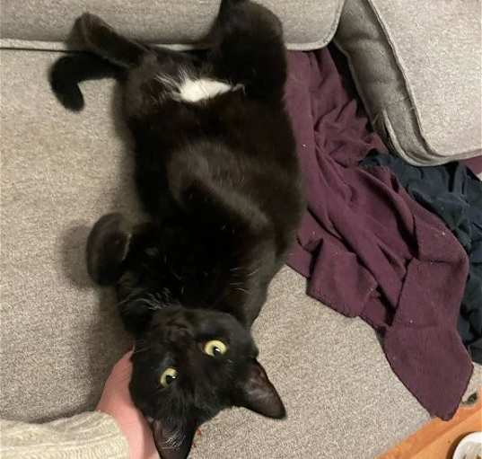 Photo of zz 'Binx' courtesy listing