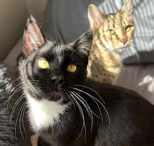 Photo of Bonded pair- Nitro and Aurora