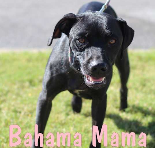 Photo of Bahama Mama