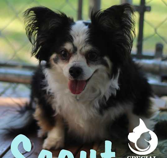 Photo of Scout