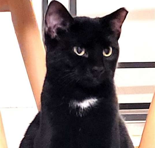 Photo of KITTY  TESSA