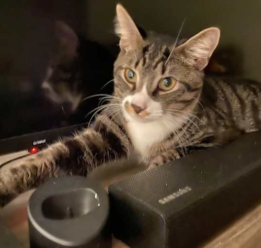 Photo of Shadow/ Pudín