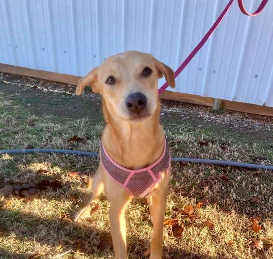 Photo of Honey