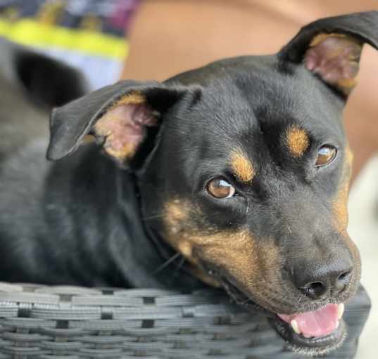 Photo of Remy