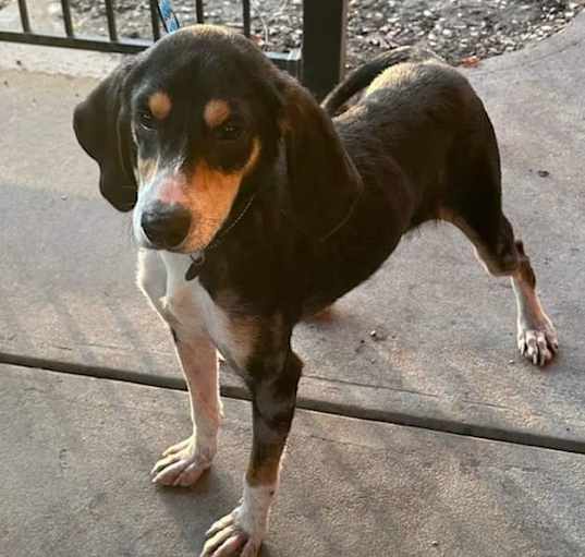 Photo of Hank