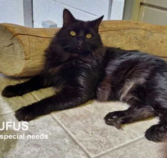Photo of Rufus