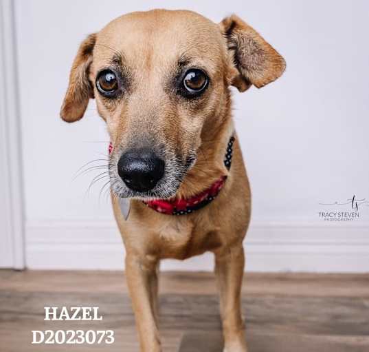 Photo of Hazel