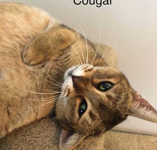 Photo of Cougar