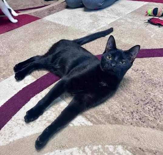 Photo of Dobby- Special Needs- CH
