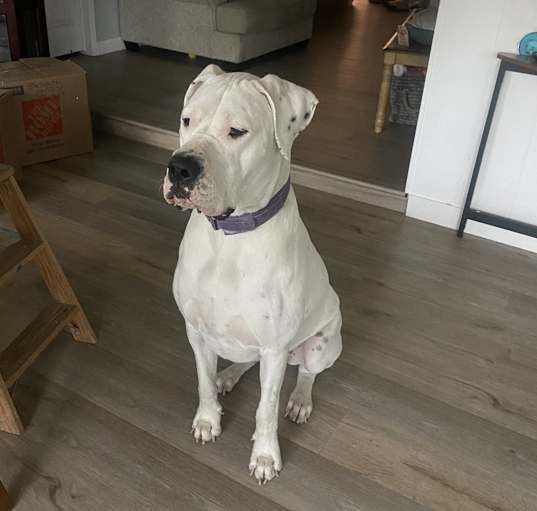 Photo of Marshmallow