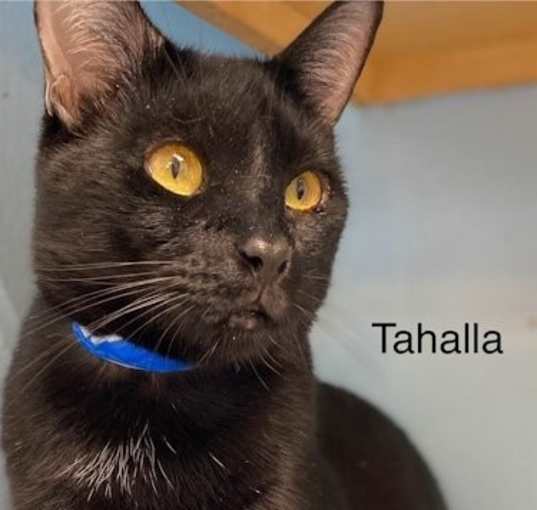 Photo of Tahalla - Center