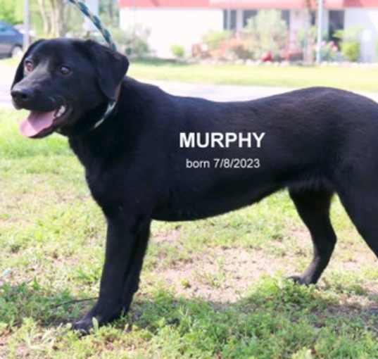Photo of Murphy