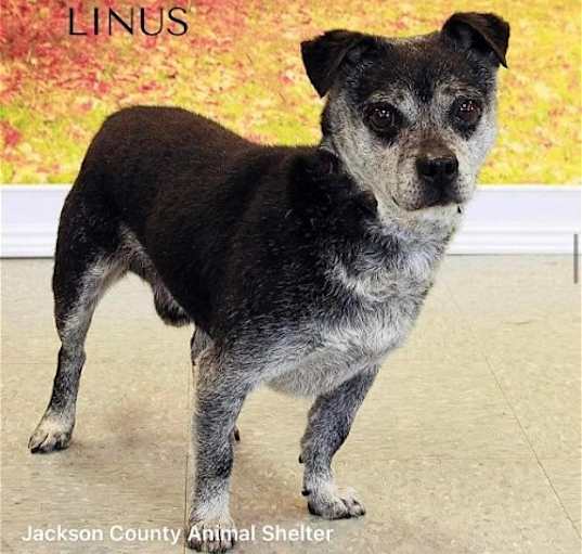 Photo of Linus
