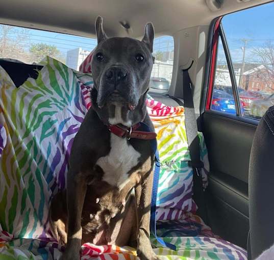 Photo of Nyla