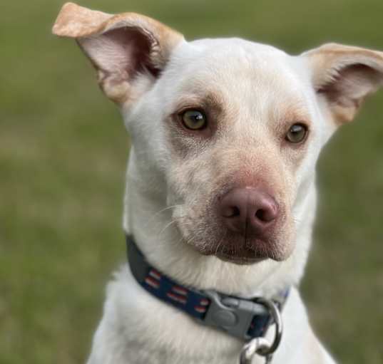 Photo of Boomer
