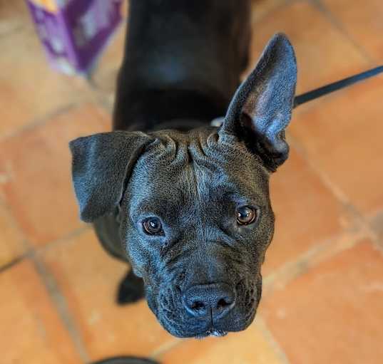 Photo of Huggie