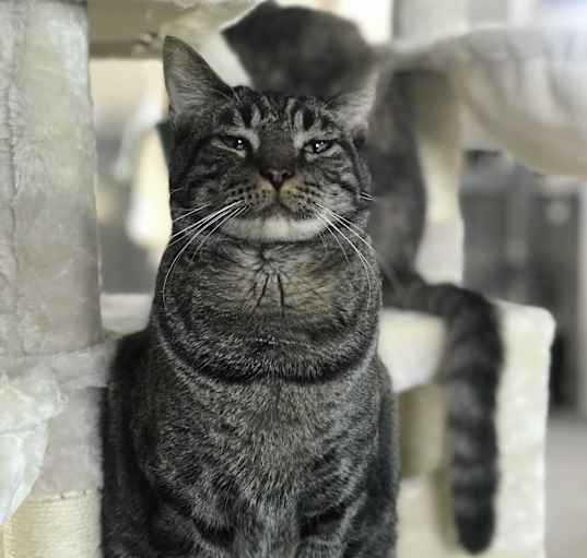 Photo of Ozzy