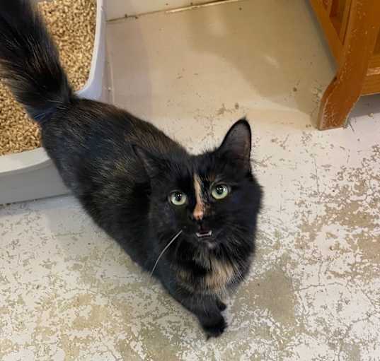 Photo of Cleo
