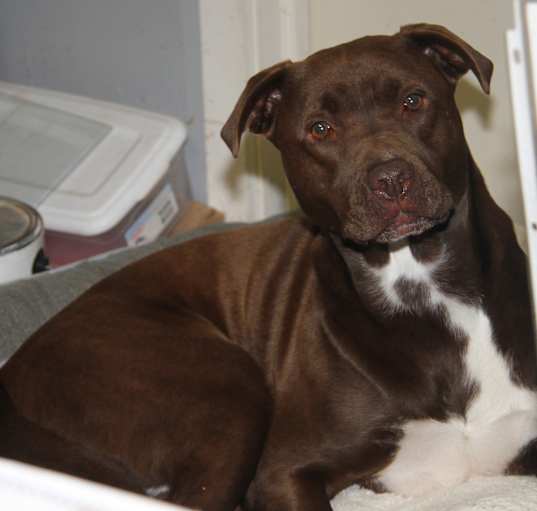 Photo of Sheldon (Neutered)-Pic 12/6/23