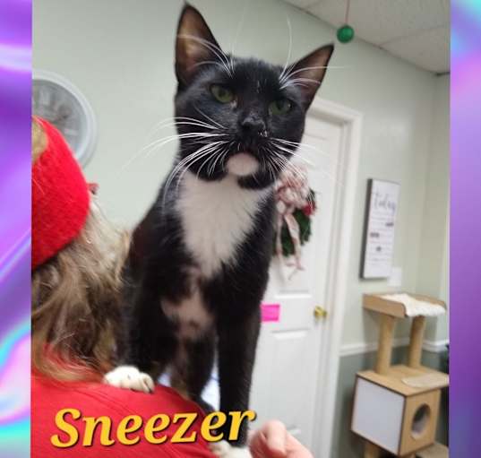 Photo of Sneezer